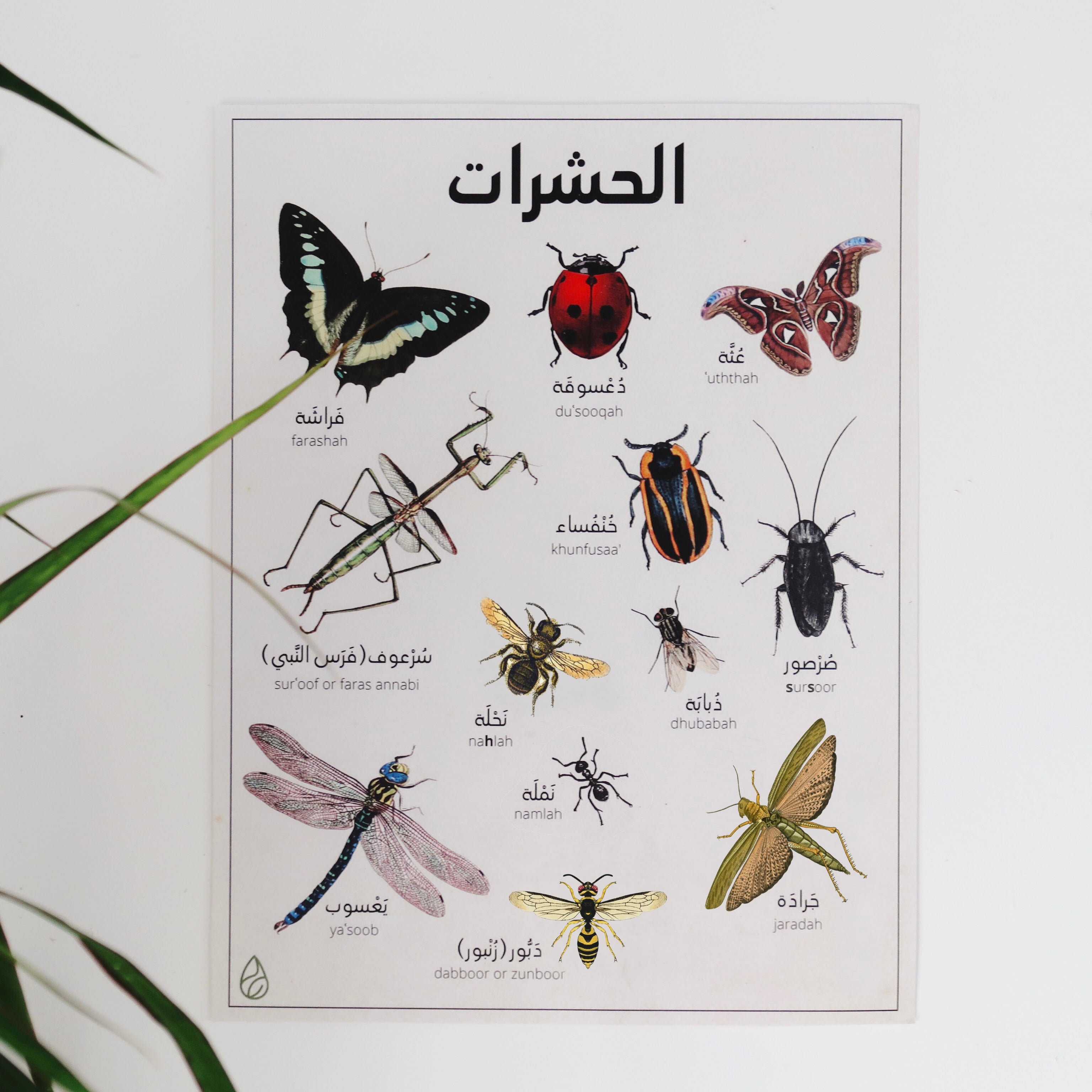 Insects Poster Print